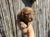 Toy Poodle Yavru Yeni Ailesini Arıyor