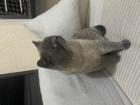 Kediyi sokakta bulduk ömürlük yuva arıyoruz