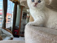 Scottish Fold Yavruları