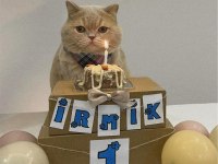 Güzel british shorthair oğluma bakıcı aile arıyoruz