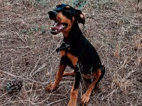 3 aylık saf kan doberman