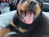 %100 orjinal rottweiler yavrular kredi kartı geçerlidir