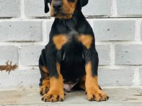 Profesyonel üretim çifliğinden Doberman kapıda ödeme