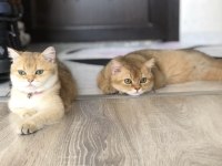 British Golden Longhair Erkek