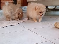 Pomeranian spitz köpeğimiz