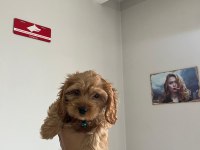 Minyatür Maltipoo Yavrumuz
