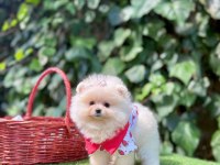 Orjinal Pomeranian Boo