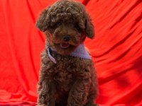 GERÇEK TEA CUP TEDDY RED BROWN POODLE BEBEKLER