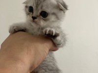 Teslime hazır 5 yavru 2 erkek 3 dişi scottish fold