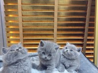 Safkan british shorthair bebekler
