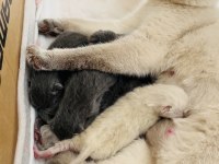 British ve Scottish fold harika yavrular