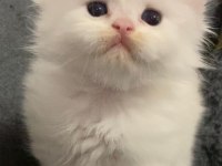 British Longhair 35 Günlük