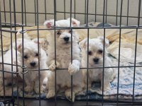 1.5 Aylık %100 safkan maltese yavruları