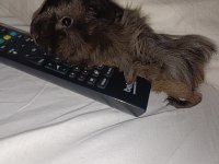 Uysal evcil guinea pig