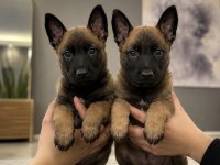 Belçika Malinois Yavru Seçenekleri