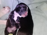 6 ayrı renk çeşitlerinde french bulldog kardeşler