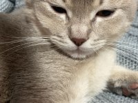 british shorthair Yavrumuz yeni yuvasını bekliyor