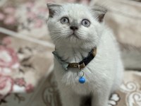 Safkan British Shorthair