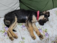 Çok sevecen ve sağlıklı pinscher