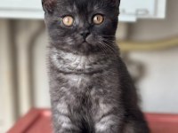 3 aylık erkek british shorthair
