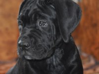 Kif / fci A SCR belgeli sağlık ve ırk garantili cane corso