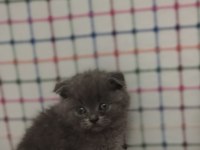 Minik british shorthair bebelerimiz