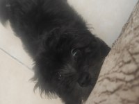 5 aylık çipli parazit ve karma aşıları tam morkie