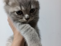 Scottish fold 2 aylık kedimiz