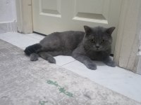 Biritis kedi