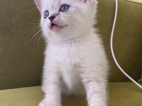 British shorthair lynx point dişi kedimiz