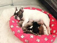 ORİJİNAL FRANSIZ BULLDOG BEBELER