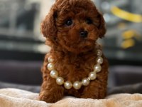 RED BROWN KORE TOY POODLE YAVRULAR