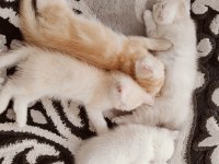 HENÜZ 2 AYLIK CHİNCHİLLA KEDİSİ