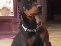 Avrupa doberman yavrularımız estetikli ve estetiksiz
