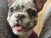 2.5 aylık dişi merle french bulldog