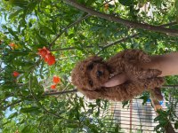 Toy poodle bebekler