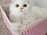 7 aylık british longhair