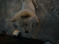 Chow chow 9 aylık bakımlı