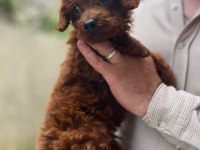 Maltipoo Ve Poodle