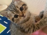 Golden tabby british shorthair yavrularımız hazır
