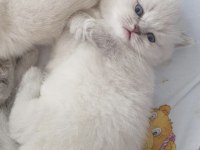 Scottish fold blue point mükemmel yavrular