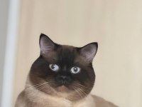 ERKEK KEDİMİZ İÇİN EŞLEŞME İLANIDIR