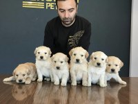 Baby Face Golden Retrıewer Yavruları Fenomen Pets 