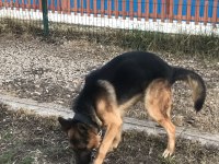 3 yaşındaki alman kurdu oğlumu sahiplendiriyorum