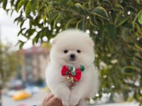 Pomeranian boo yavrular