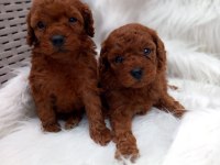 Sevimli Toy Poodle Yavrularımız