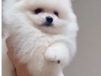 Pomeranian bebeğim ailesini arıyor