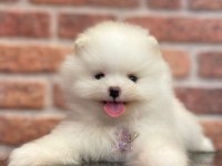 Erkek teacup sevimli pomeranian yavrumuz