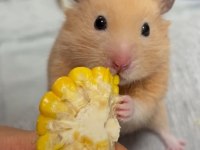 Hamster-Gonzales Yavrularımız Heryere Gönderim