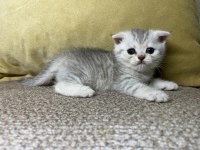 1 Aylık Gümüş Gri Yavru Kedimiz